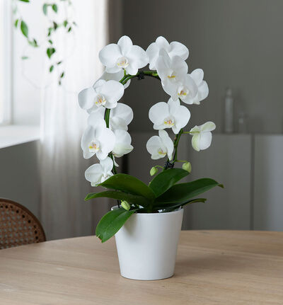 Hvit orkide på bøyle Hvit orkide på bøyle